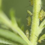 Prairie Pest Monitoring Network launches website