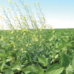 It might look bad, but there’s a pretty good chance those canola
volunteers aren’t actually doing that much harm.