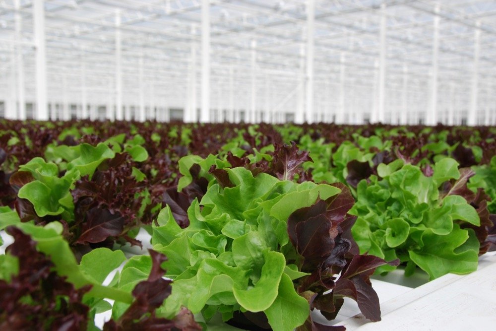 Alberta greenhouse grower Whole Leaf is booked to provide lettuce for U.S. burger chain Wendy’s restaurants across Canada. (CNW Group/Wendy’s Restaurants of Canada)