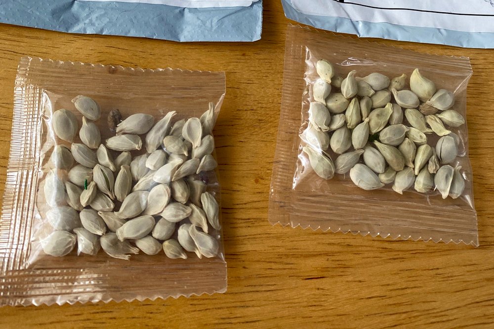 Packages of unidentified seeds which appear to have been mailed from China to U.S. postal addresses are seen at the Washington State Department of Agriculture in Olympia, Washington July 24, 2020.  Photo: Washington State Department of Agriculture/Handout via Reuters
