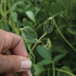A dicamba-damaged soybean plant.