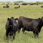 Livestock producers say AgriStability doesn’t fit their sector because beef and pork producers have few eligible expenses to trigger payment. file photo