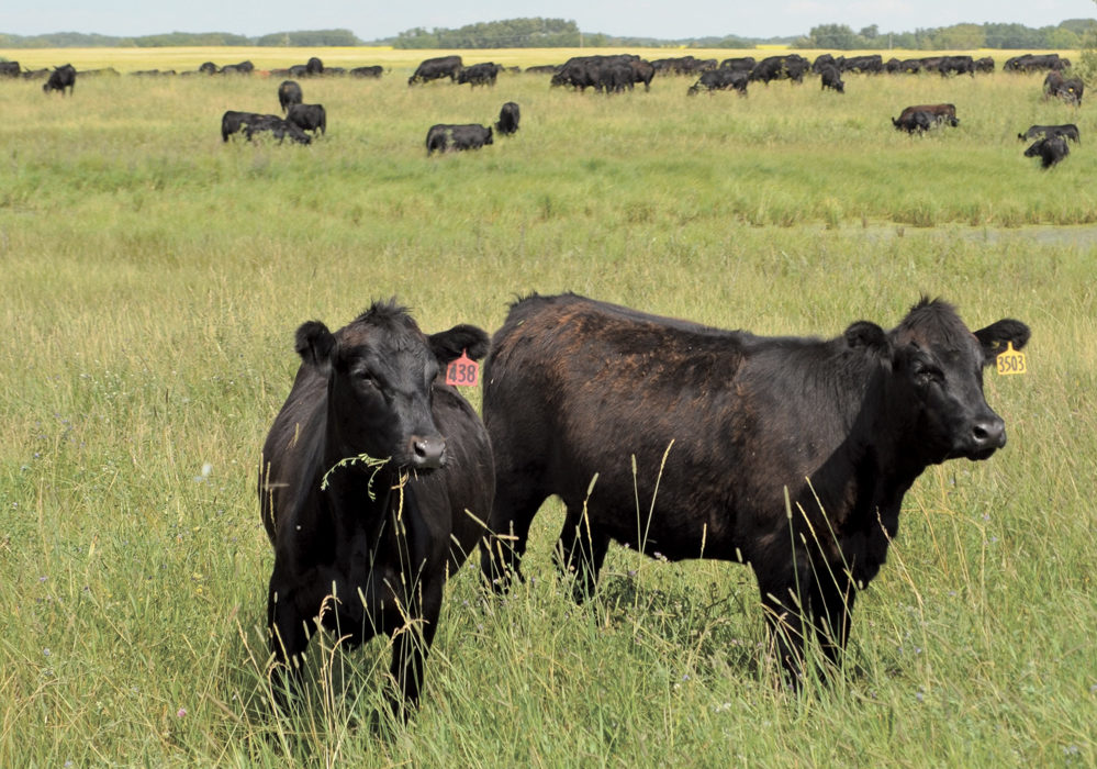 Livestock producers say AgriStability doesn&rsquo;t fit their sector because beef and pork producers have few eligible expenses to trigger payment.  &ensp;file photo