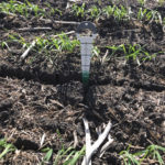 Crops struggle to emerge through hardened soils in Manitoba’s clay-soil regions this spring.