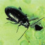 Manitoba seems to be the hardest hit of the Prairie provinces by flea beetles.  photo: Courtesy Canola Council of Canada