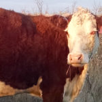Pinkeye, or keratoconjunctivitis, is an infectious disease in
cattle that costs producers money in several ways.