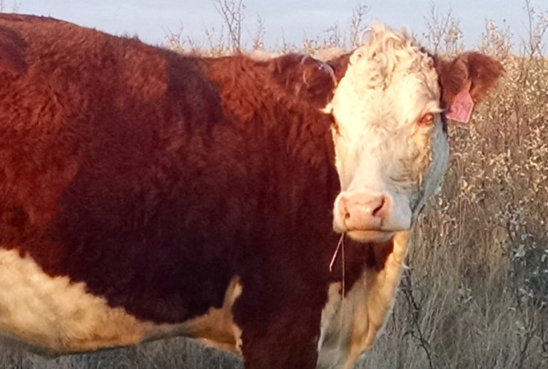 Pinkeye in cattle can be costly Manitoba Cooperator