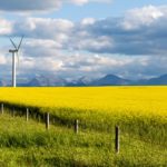 A canola field near Pincher Creek, Alta. (Laughingmango/E+/Getty Images)
