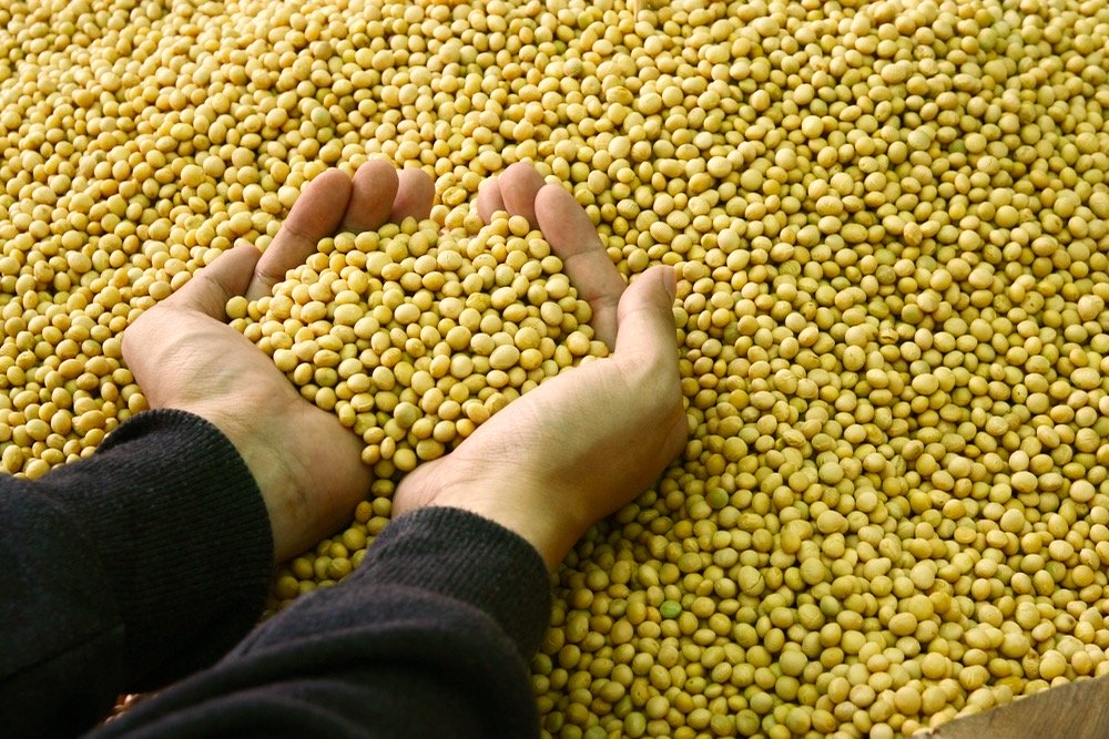 CBOT weekly outlook: Large corn, soybean crops expected