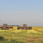 Canola crops in some spots on the Prairies are currently about a month away from swathing.