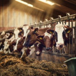 Dairy producers say they’re still waiting for clarity on trade compensation — and their future.