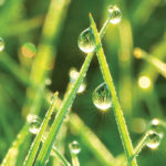 The “dew point” refers to the temperature to which we would have to cool the air down for dew to begin forming.