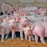 China aims to buttress the country’s protein supply after African swine fever decimated its hog herd. Photo: File