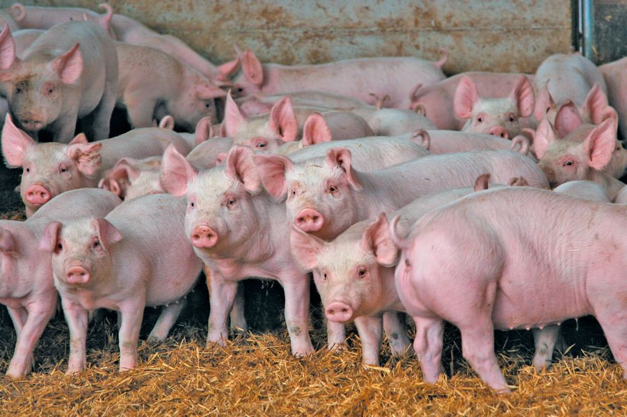 China aims to buttress the country’s protein supply after African swine fever decimated its hog herd.  Photo: File
