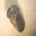 Cabbage seed pod weevil.