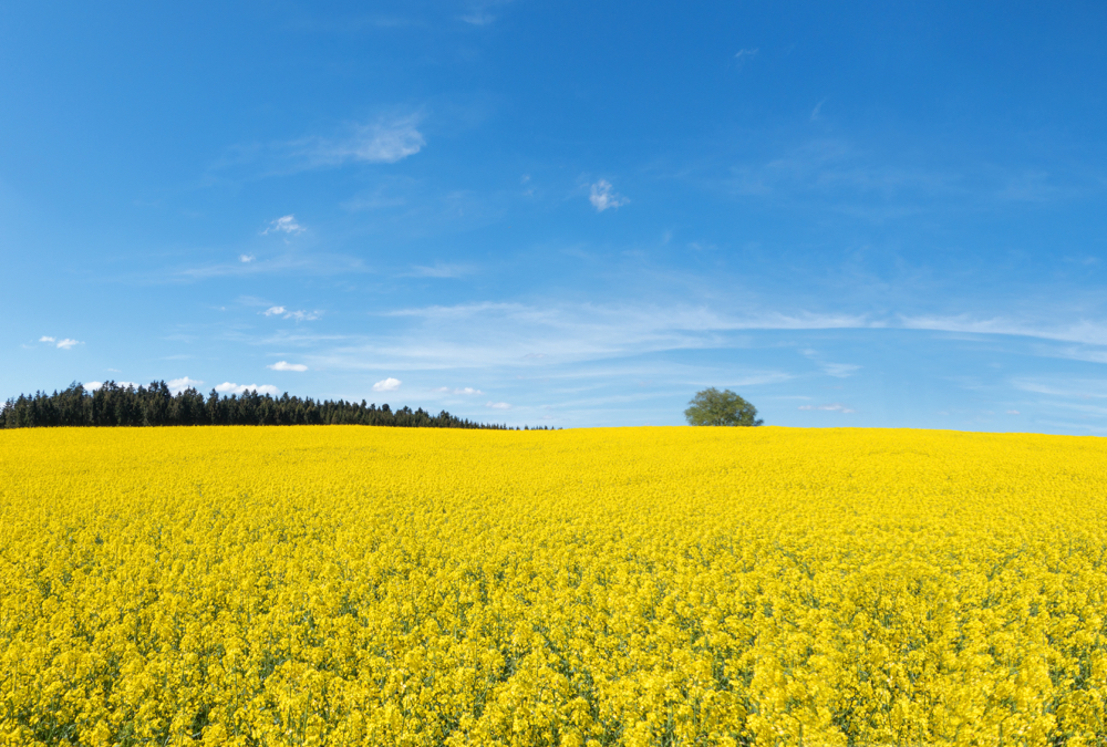 Canola markets see upside in July