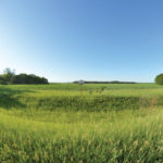 The proposed quarry site, currently a sunflower field and abandoned farm site. A barn and a house on the site were demolished this spring.