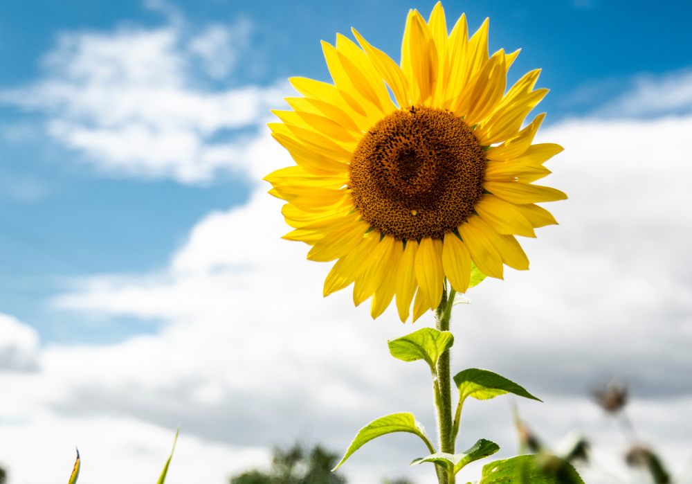 Weather: The hottest Manitoba summers