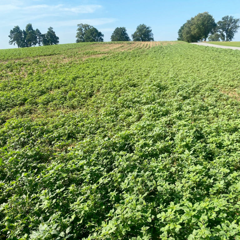 Dicambaresistant Palmer amaranth found in U.S. Manitoba Cooperator