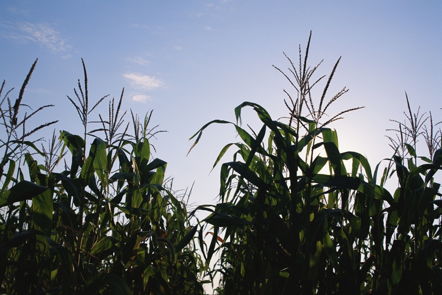 Comment: Interpreting bin-busting yield outlooks for the U.S. corn crop