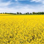 A large canola crop appears to be on the horizon, causing the market to retrench.