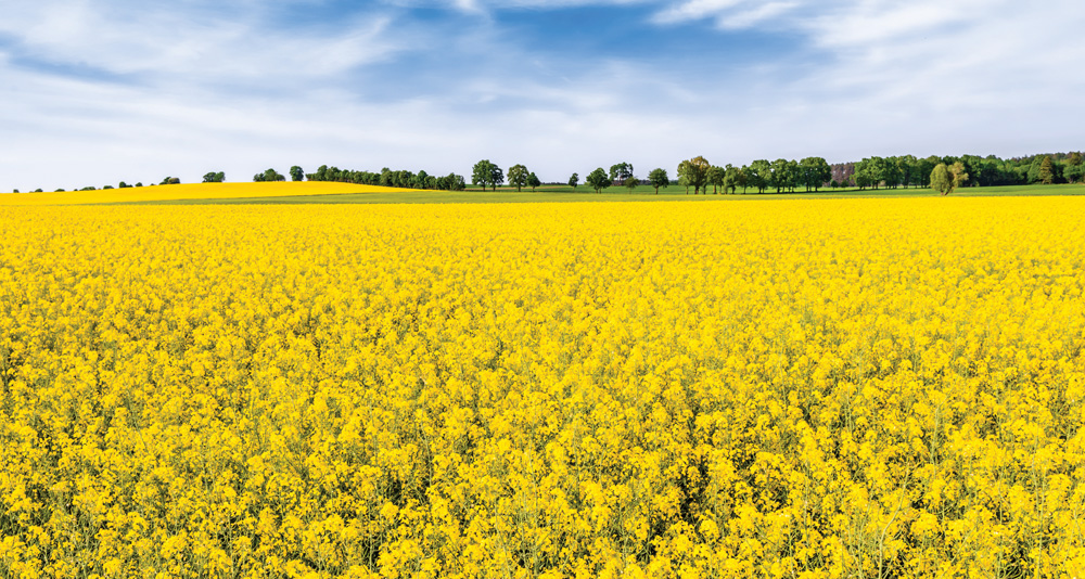 A large canola crop appears to be on the horizon, causing the market to retrench.