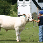 One-day fairs present opportunities for youth to take hold of a lead line in the cattle or horse show ring.