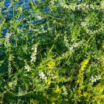 Sweet clover is easy to recognize by its yellow or white flowers.
