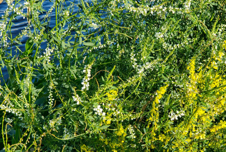 Sweet clover hay can be toxic Manitoba Cooperator