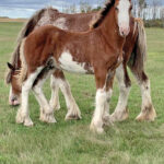 Horses on the Martin farm display the results of the family's Clydesdale program.