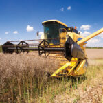 Impending harvest work is still weeks away on many parts of the Prairies but is one of several factors weighing on canola values.