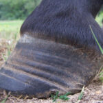Laminitis has been found to be closely related to cresty necks in horses, and can even be predicted by the condition of the neck fat.
