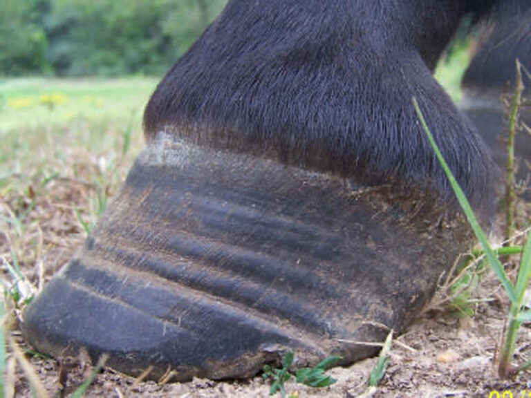 The ‘cresty’necked horse Manitoba Cooperator