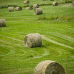 Feed shortages in Manitoba remain a concern for many cattle producers.