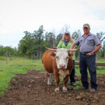 Vernette and Jim McIntosh pose with “Ruby,” a Miniature Hereford cow, on their farm near Poplarfield, Man.