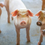 “Eventually, sooner rather than later, we’d really like to see a positive income.” Rick Bergmann, Canadian Pork Council.
