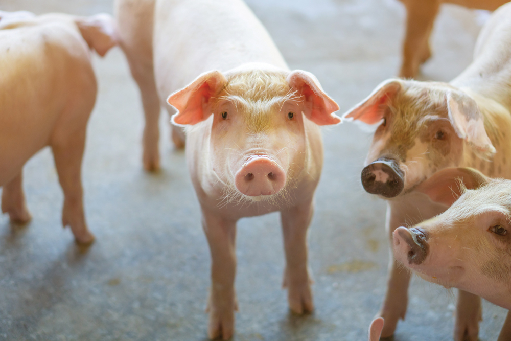 “Eventually, sooner rather than later, we’d really like to see a positive income.” Rick Bergmann, Canadian Pork Council.