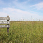A patch of restored prairie at Glenlea, not unlike what the authors’ vision would see restored in much of Treaty Four territory.
