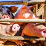 File photo of domestic hogs on a German farm.