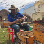 Tim Wendell has raised bees since he was a teen, and has been rearing queen bees for about 30 years.