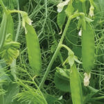 Pea production is still viewed somewhat skeptically by many Manitoba producers.
