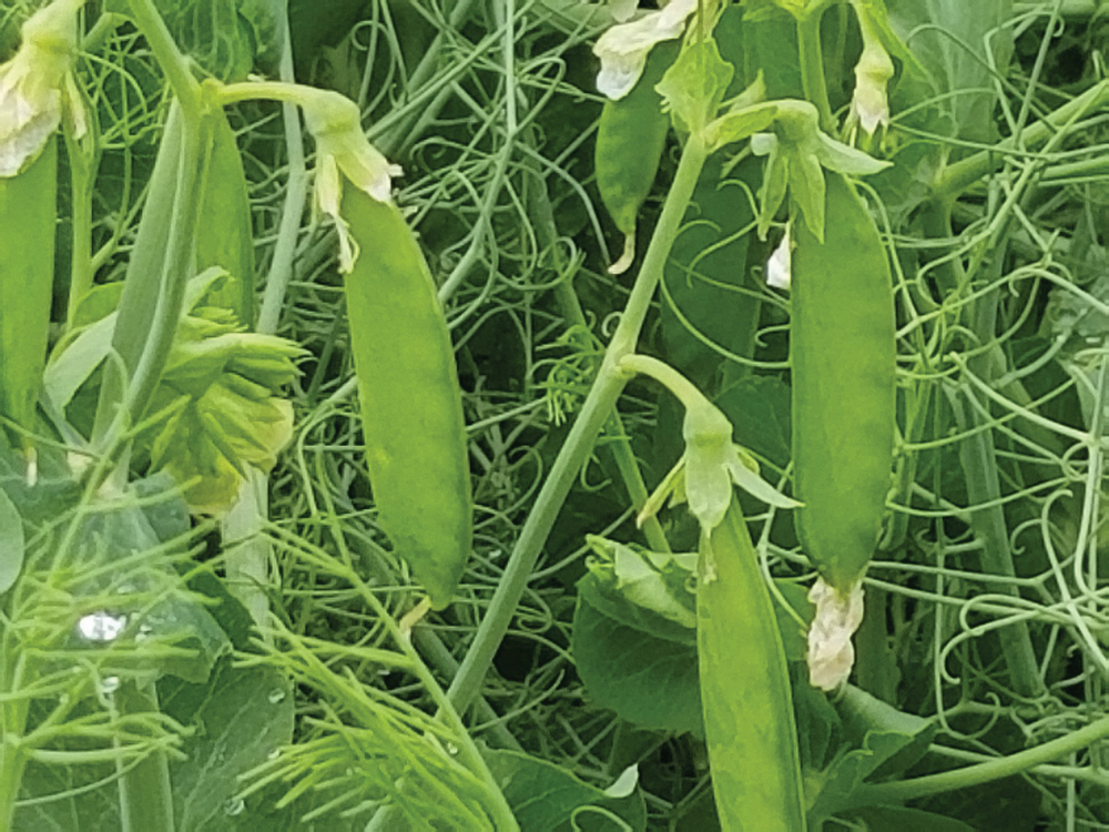 Pea production is still viewed somewhat skeptically by many Manitoba producers.