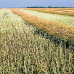 As of Sept. 8, Manitoba’s 2020 canola harvest is well behind the three-year average pace.