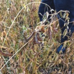 Farmers in western Manitoba are assessing the state of their soybean crops, following a hard frost.