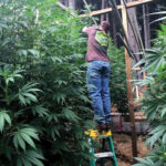 Cannabis grower Steve Dillon tends to his plants on his farm in Humboldt County, California, Aug. 28, 2016.