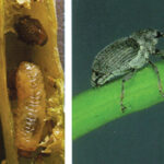 Cabbage seedpod weevil.