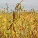 China’s interest in buying soybeans, particularly from Brazil and the U.S., has recently helped push soy futures above US$10 and in turn lifted ICE November canola.