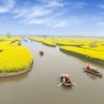 China’s near-insatiable appetite for canola won’t be met with domestic production.