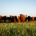 Area producers in many cases can finish their own cattle, but they’d have a hard time finding someone to process it, according to two local beef producers.