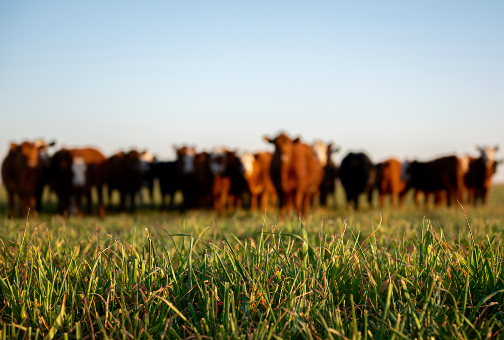 Area producers in many cases can finish their own cattle, but they’d have a hard time finding someone to process it, according to two local beef producers.